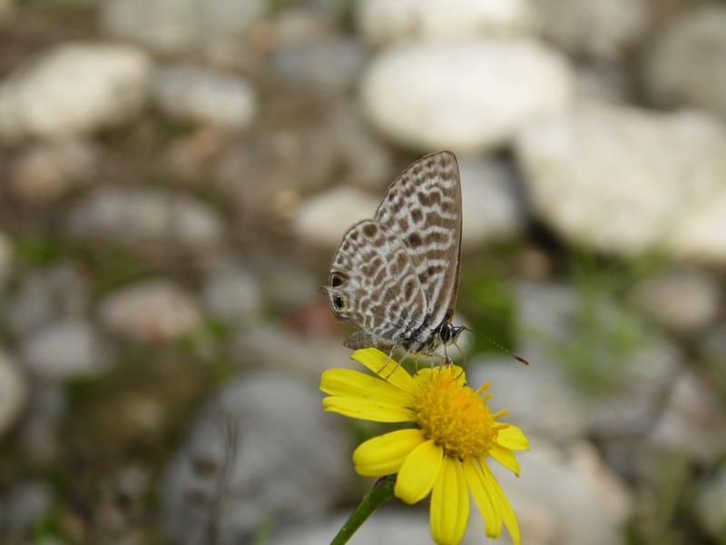 Leptotes pirithous